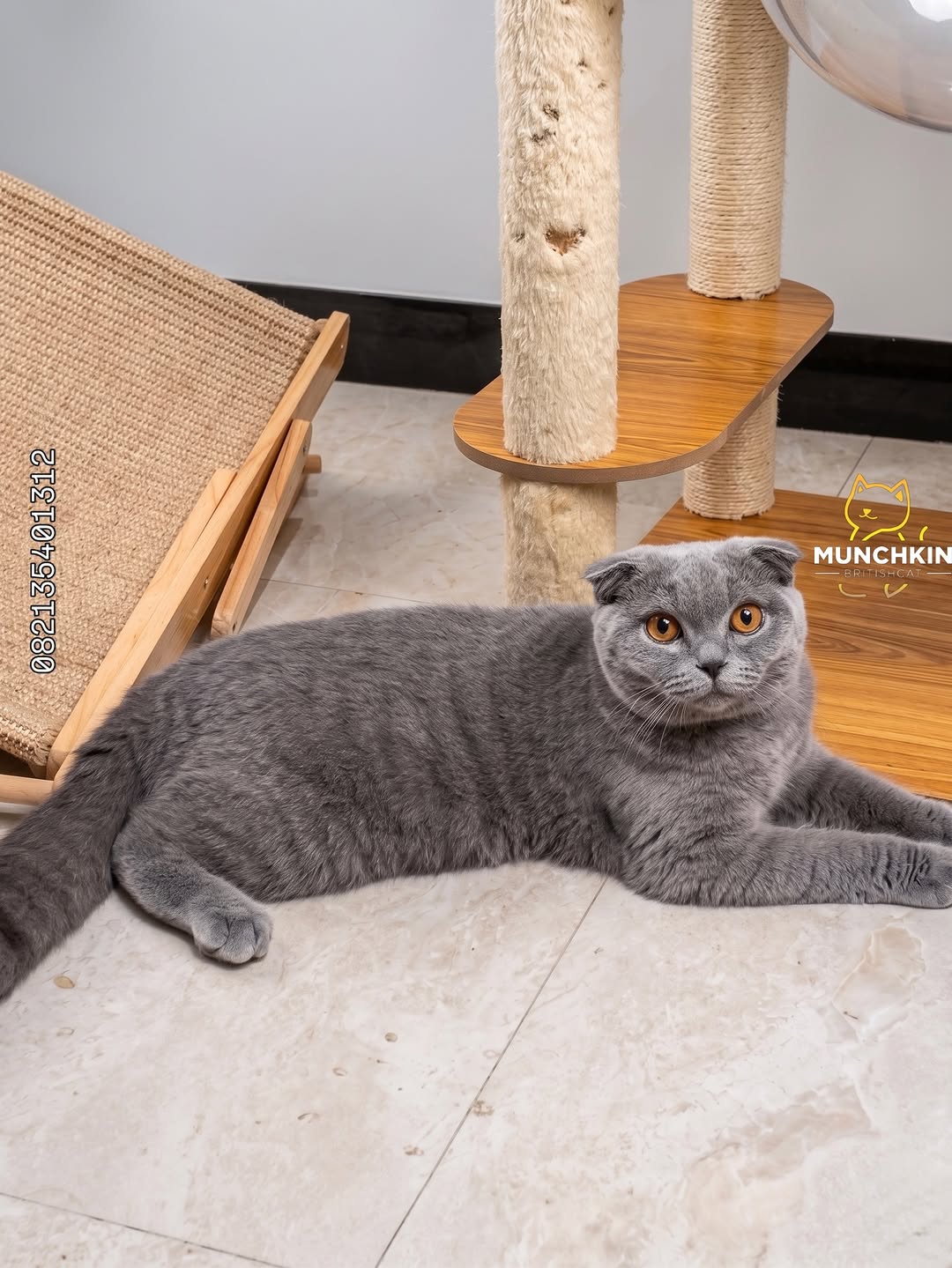 Scottish Fold cat for sale blue Scottish Fold cat buy Scottish Fold kitten