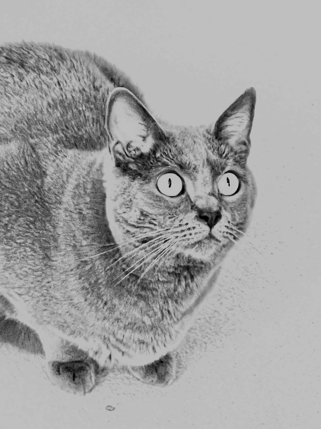 Chartreux cat for sale buy Chartreux cat Chartreux cat breed