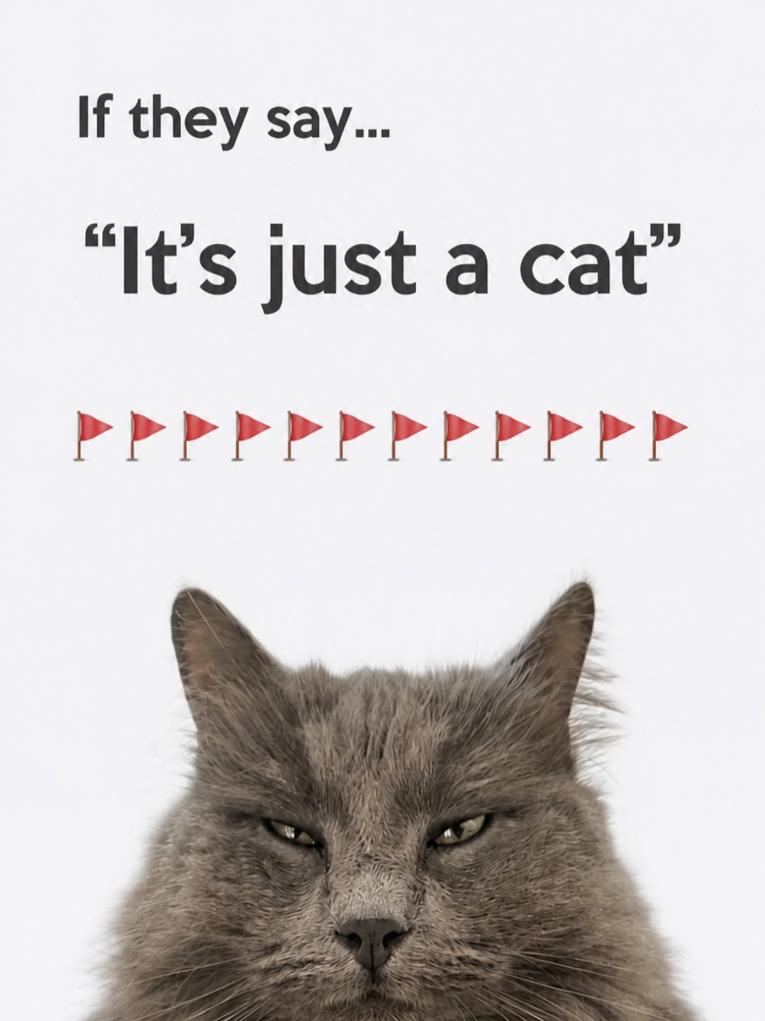 cat supplies for sale best cat toys cat grooming products