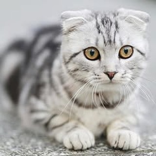 buy Scottish Fold kitten Scottish Fold cat for sale best cat breed for pets