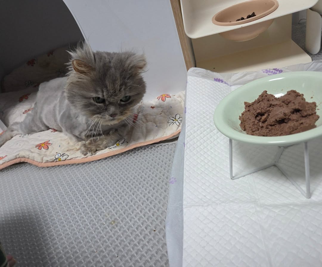cat with hydrocephalus treatment hydrocephalus cat food special diet for sick cats