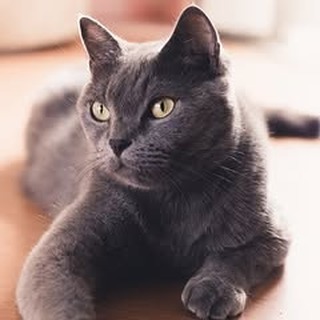 buy cat toys cat litter box for sale best cat food brands