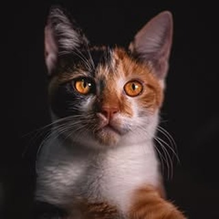 buy cat toys cat food for sale best cat litter