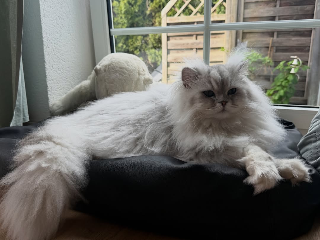 fluffy cat breed Persian cat for sale cat bed buy