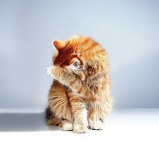 cat toys for sale best cat litter box buy cat food online