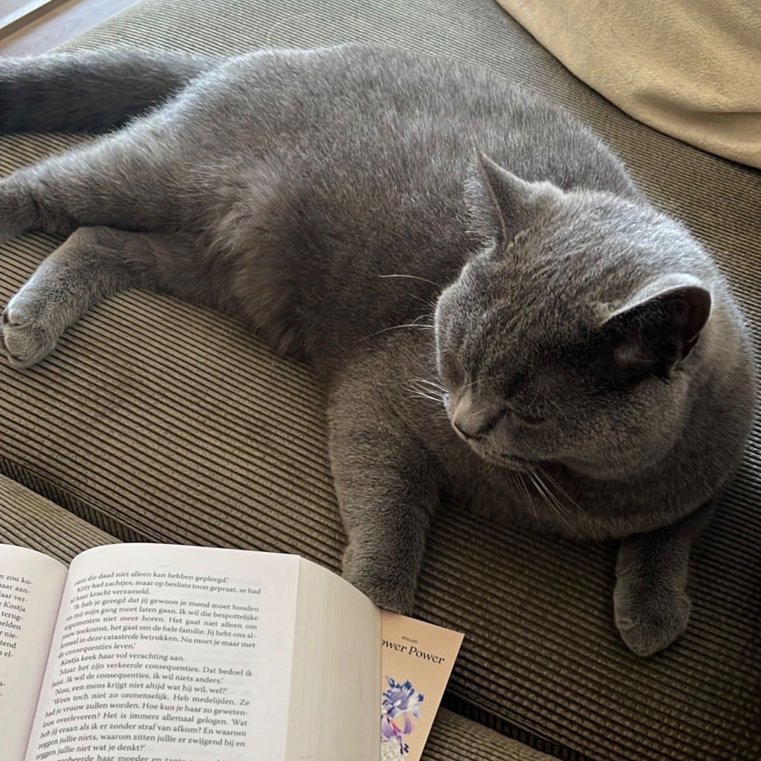 British Shorthair cat for sale cat bedding comfort best cat books