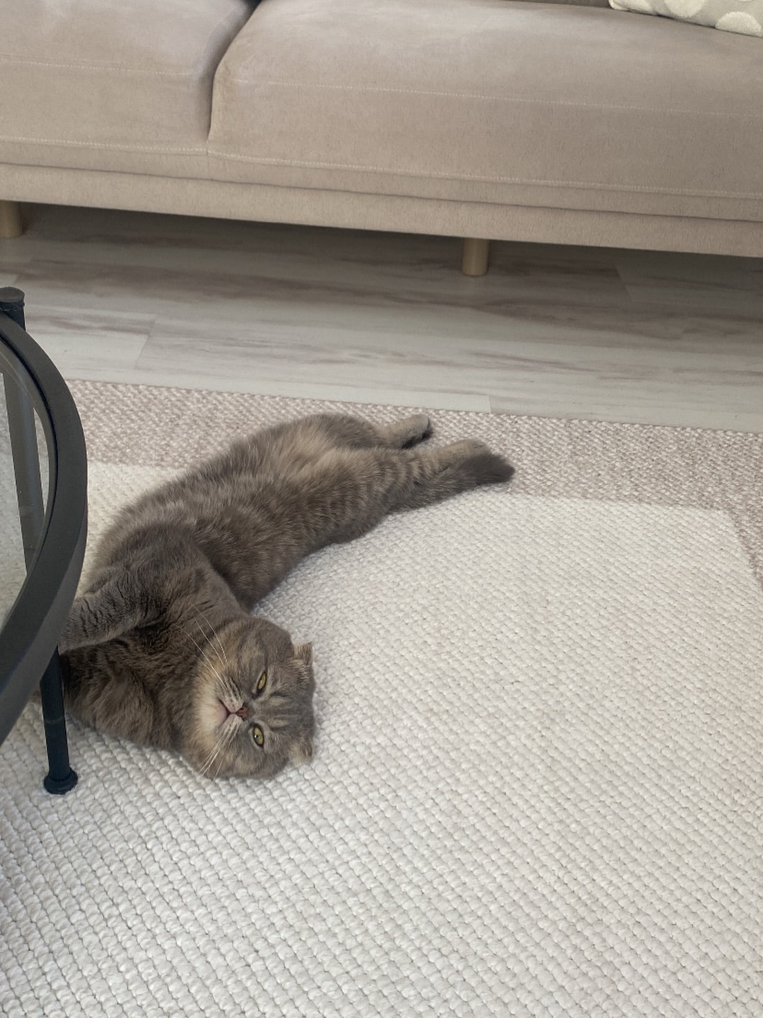 cat bed for sale best cat rug soft carpet for cats